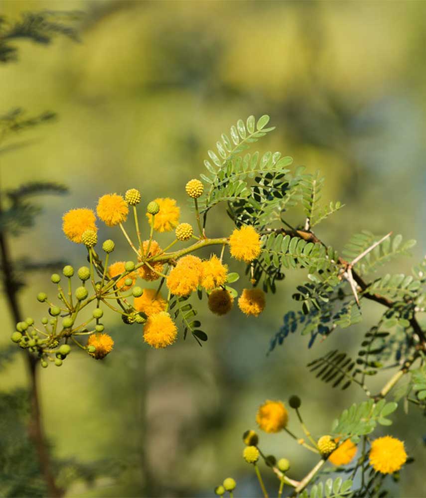 Acacia horrida 