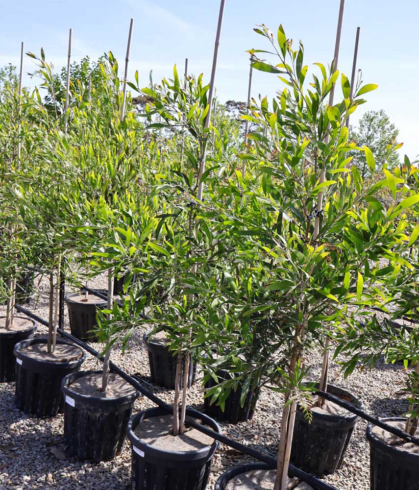 Acacia melanoxylon 