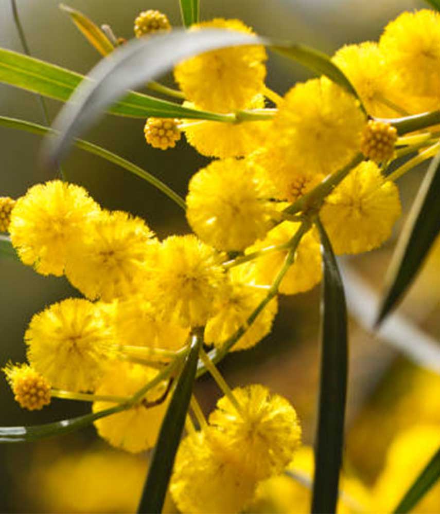 Acacia hovitii 