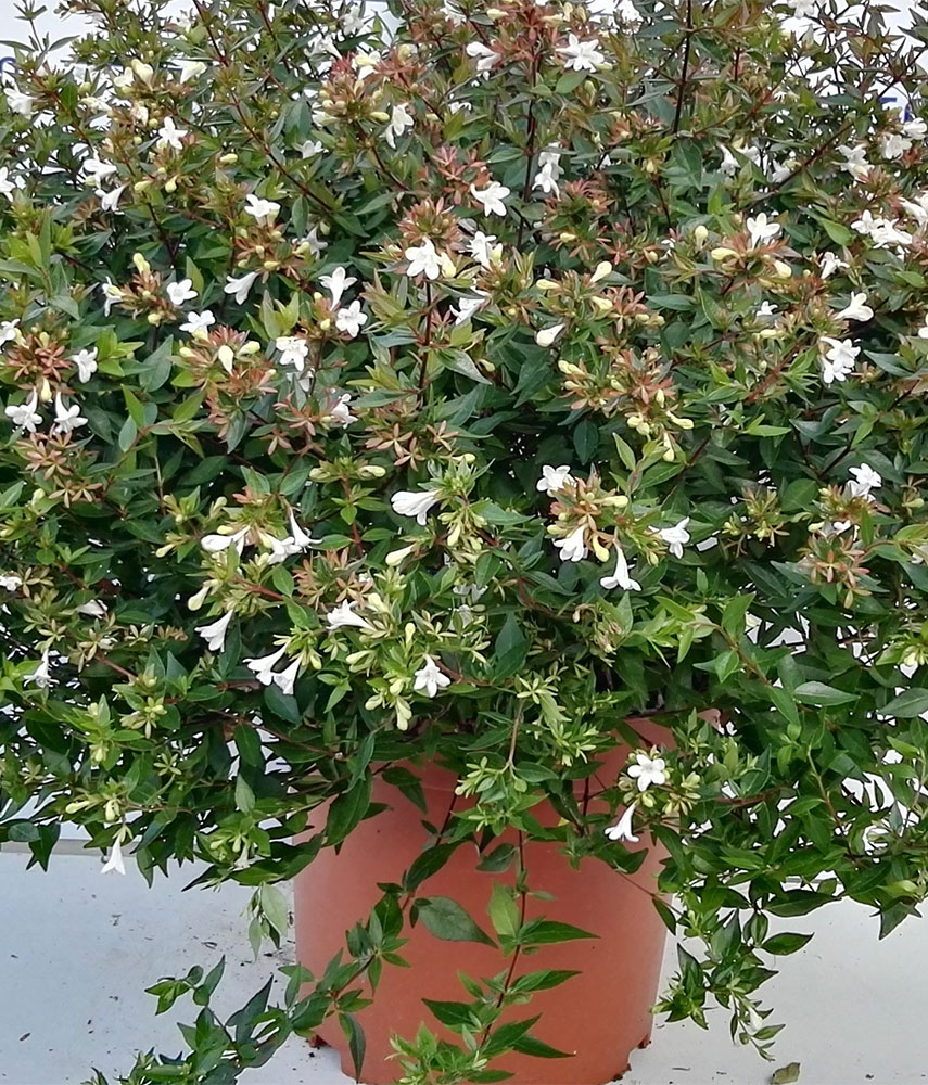 Abelia x grandiflora prostrata