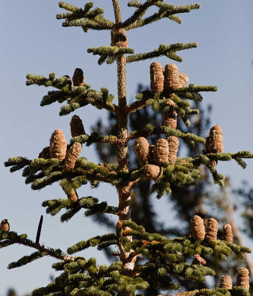 Abies magnifica shastensis