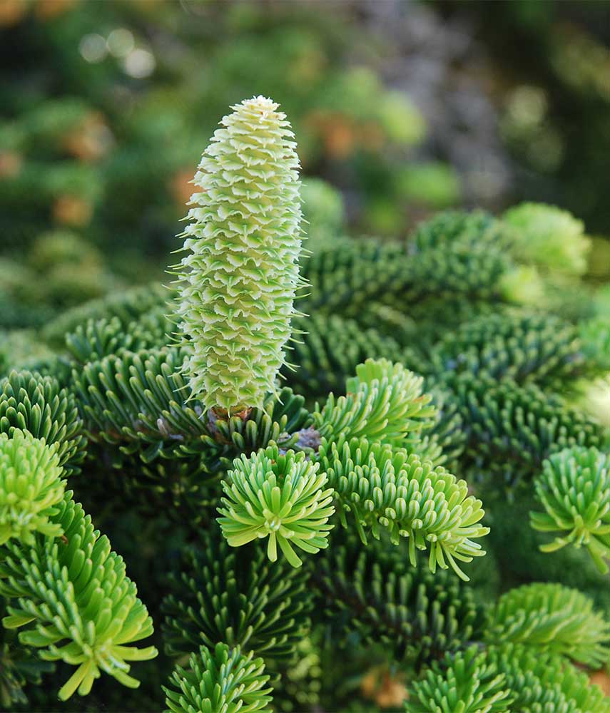 Abies nebrodensis 